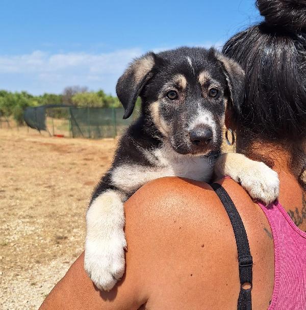 JAZ cucciolotta in adozione Foto 9
