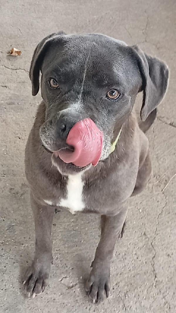 🆘 Urgente – Golia Cerca Casa! 🆘