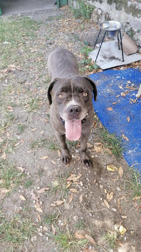 🆘 URGENTE – GOLIA CERCA CASA! 🆘 Foto 2