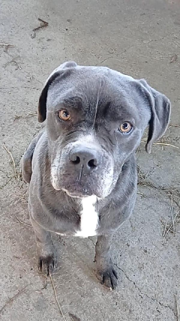 🆘 URGENTE – GOLIA CERCA CASA! 🆘 Foto 4