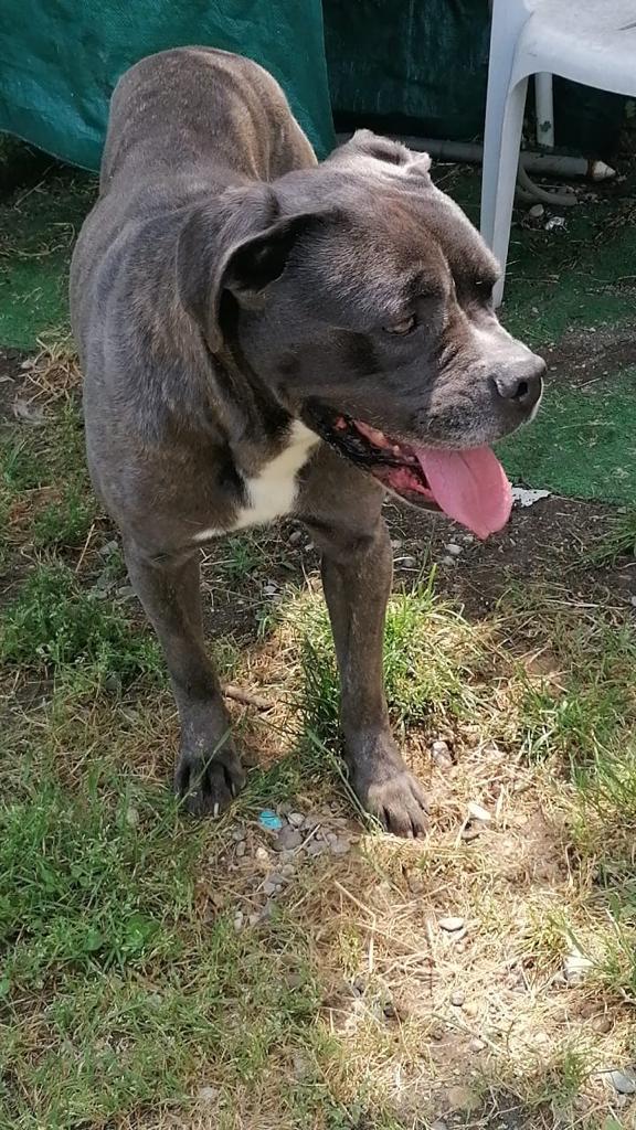 🆘 URGENTE – GOLIA CERCA CASA! 🆘 Foto 5
