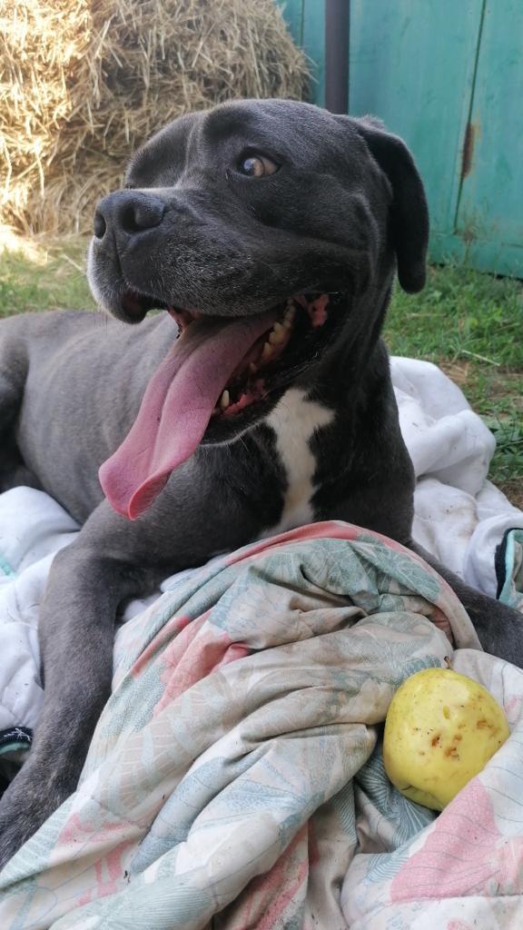 🆘 URGENTE – GOLIA CERCA CASA! 🆘 Foto 6