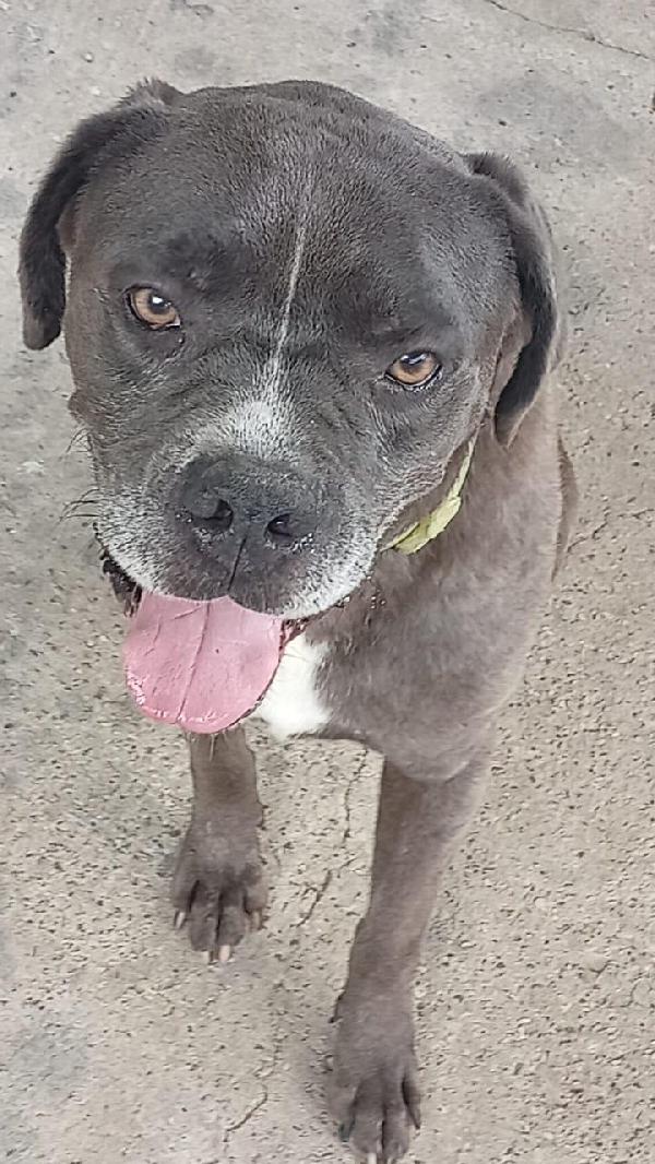 🆘 URGENTE – GOLIA CERCA CASA! 🆘 Foto 9