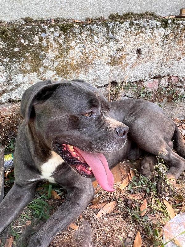 🆘 URGENTE – GOLIA CERCA CASA! 🆘 Foto 10