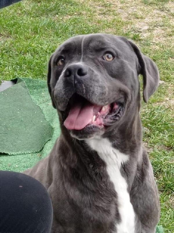 🆘 URGENTE – GOLIA CERCA CASA! 🆘 Foto 12