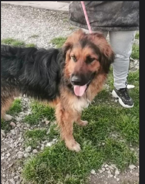 Charly 5Anni  Da 3In Canile Caserta Sos