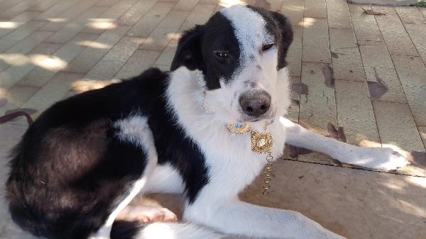 :  📢 Urgente – Gregory Cerca Casa! 🐾