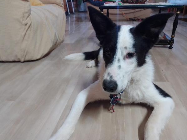 :  📢 URGENTE – GREGORY CERCA CASA! 🐾 Foto 2