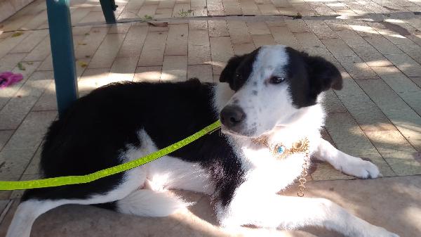 :  📢 URGENTE – GREGORY CERCA CASA! 🐾 Foto 3