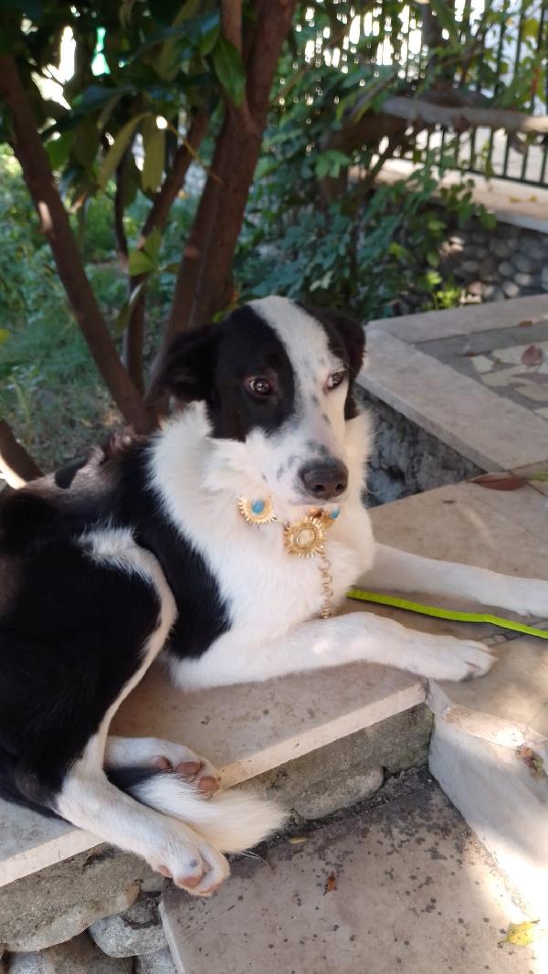 :  📢 URGENTE – GREGORY CERCA CASA! 🐾 Foto 5