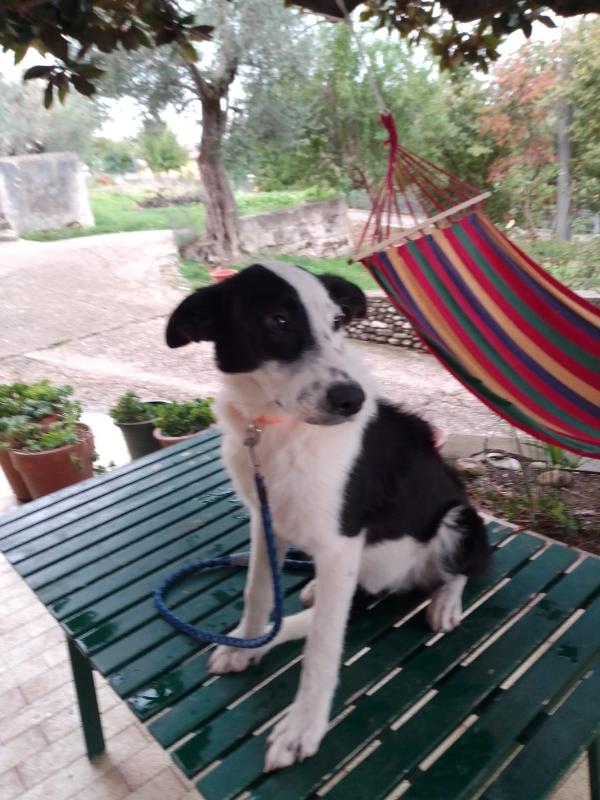 :  📢 URGENTE – GREGORY CERCA CASA! 🐾 Foto 6