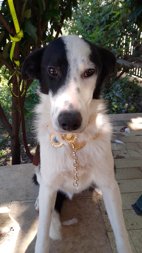:  📢 URGENTE – GREGORY CERCA CASA! 🐾 Foto 7