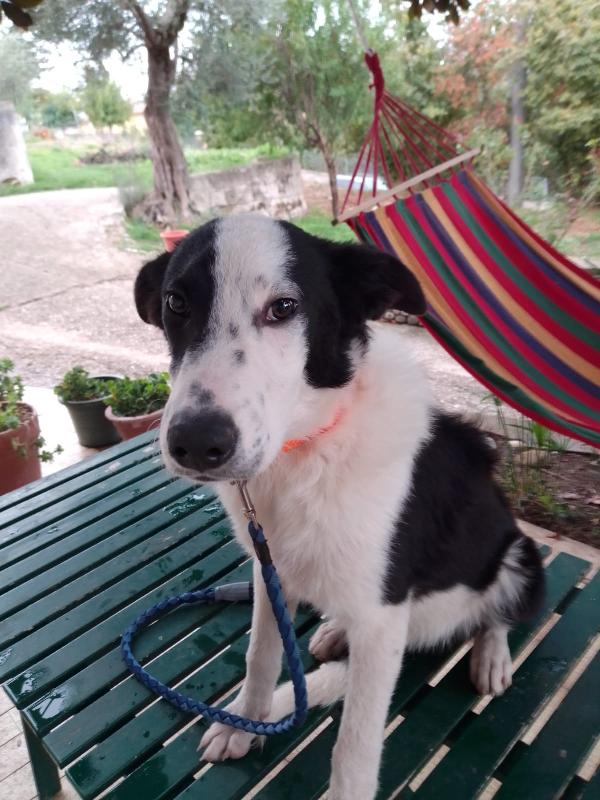 :  📢 URGENTE – GREGORY CERCA CASA! 🐾 Foto 9