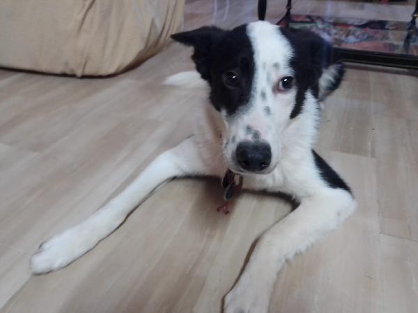 :  📢 URGENTE – GREGORY CERCA CASA! 🐾 Foto 10