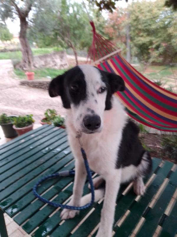 :  📢 URGENTE – GREGORY CERCA CASA! 🐾 Foto 11