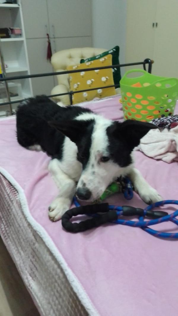 :  📢 URGENTE – GREGORY CERCA CASA! 🐾 Foto 12