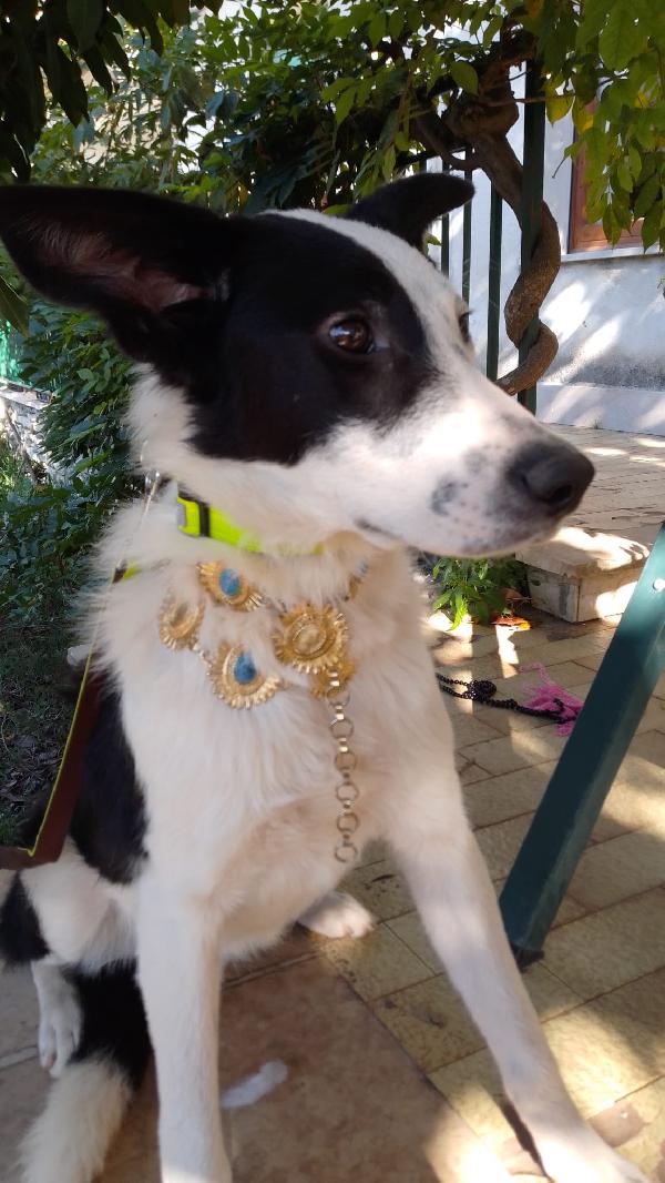 :  📢 URGENTE – GREGORY CERCA CASA! 🐾 Foto 14