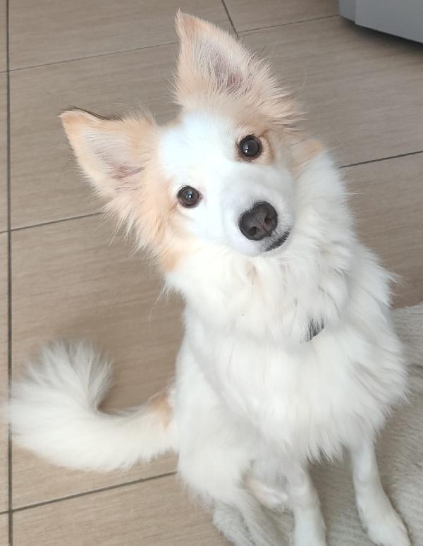 Daisy 