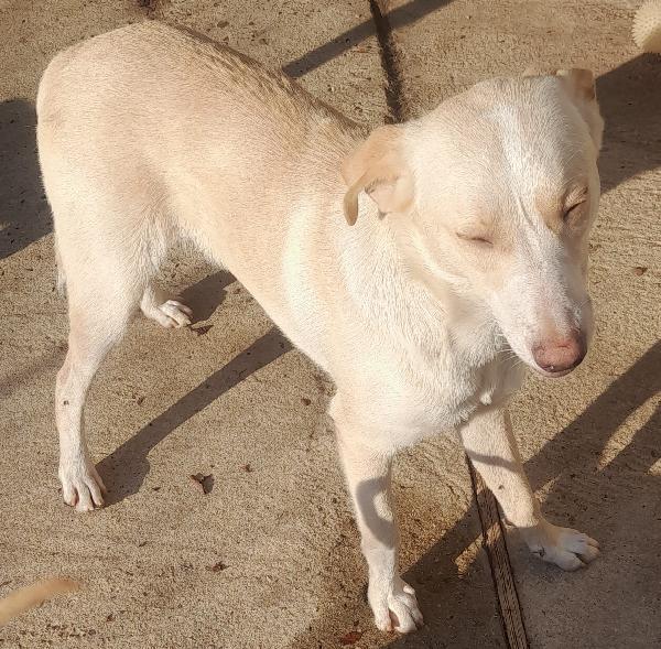 📢 URGENTE – PAPY CERCA CASA! 🐾 Foto 2