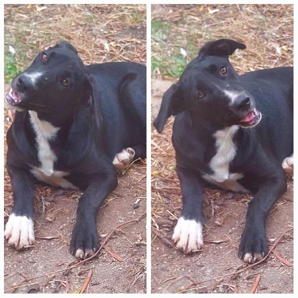 📢 CRISTY CERCA CASA! APPELLO ADOZIONE – 🐾 Foto 2