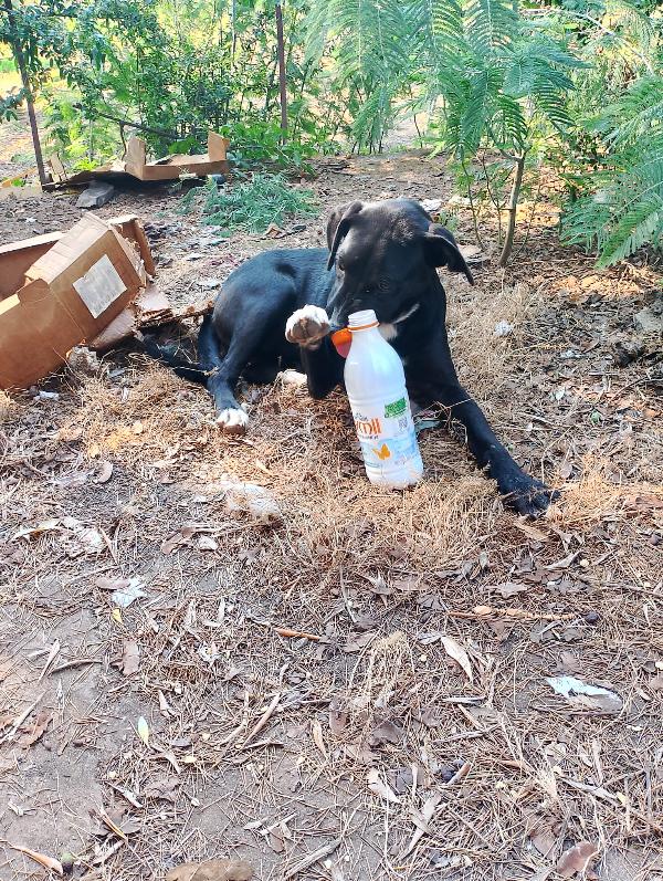 📢 CRISTY CERCA CASA! APPELLO ADOZIONE – 🐾 Foto 4