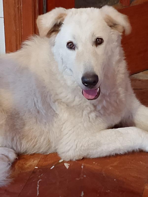 🐾 Aneta Cerca Casa! 🐾Appello Adozione – 