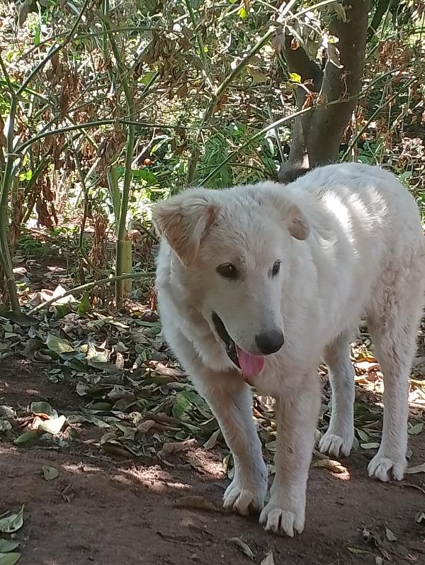 🐾 ANETA CERCA CASA! 🐾APPELLO ADOZIONE –  Foto 2