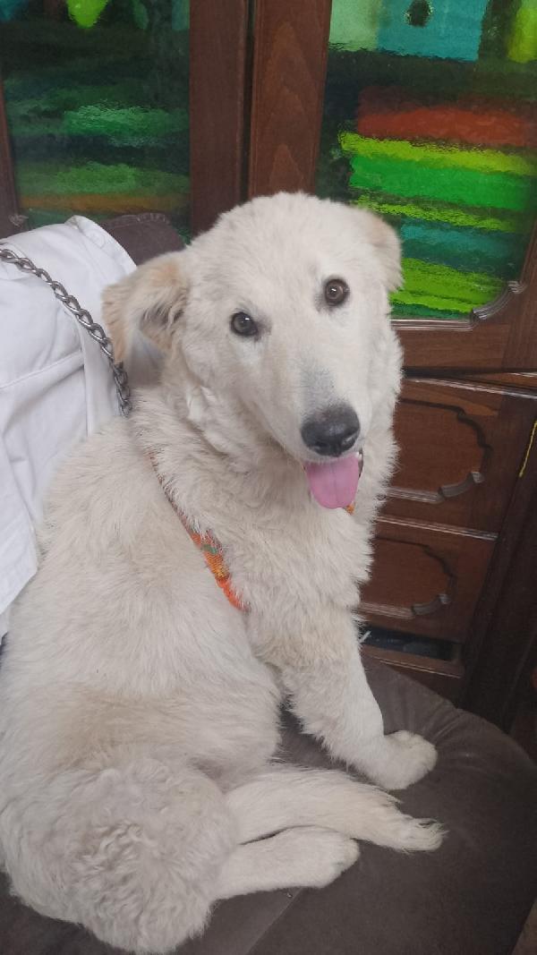 🐾 ANETA CERCA CASA! 🐾APPELLO ADOZIONE –  Foto 3