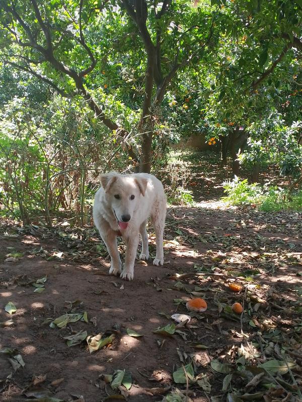 🐾 ANETA CERCA CASA! 🐾APPELLO ADOZIONE –  Foto 4
