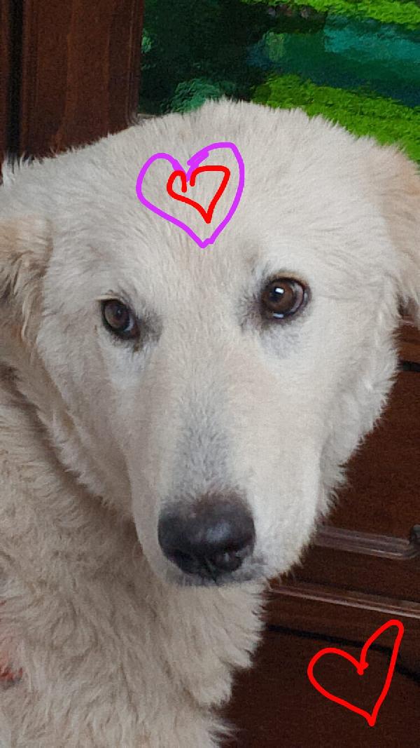 🐾 ANETA CERCA CASA! 🐾APPELLO ADOZIONE –  Foto 5