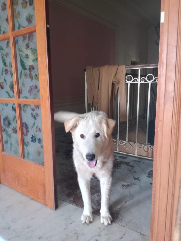 🐾 ANETA CERCA CASA! 🐾APPELLO ADOZIONE –  Foto 6