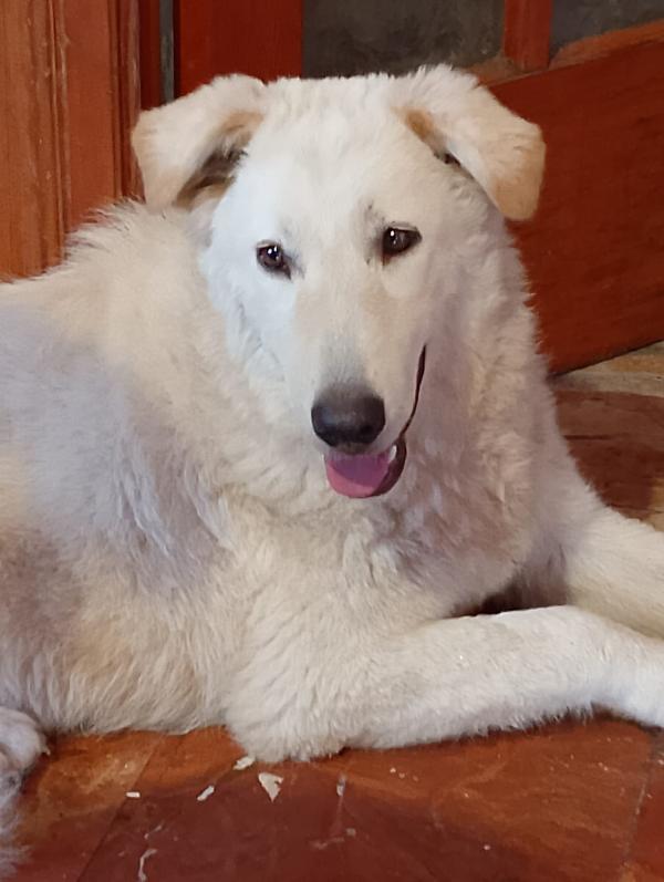 🐾 ANETA CERCA CASA! 🐾APPELLO ADOZIONE –  Foto 8