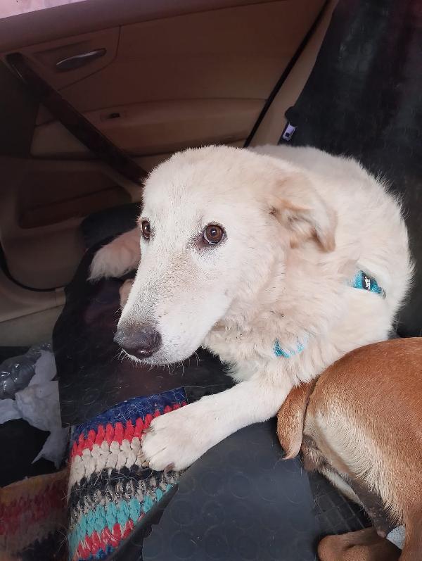 🐾 ANETA CERCA CASA! 🐾APPELLO ADOZIONE –  Foto 10