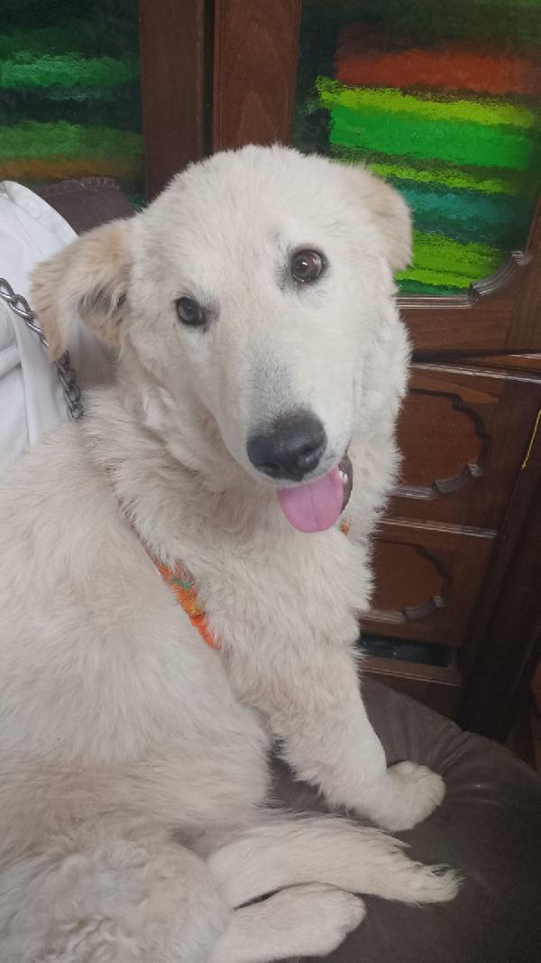 🐾 ANETA CERCA CASA! 🐾APPELLO ADOZIONE –  Foto 12