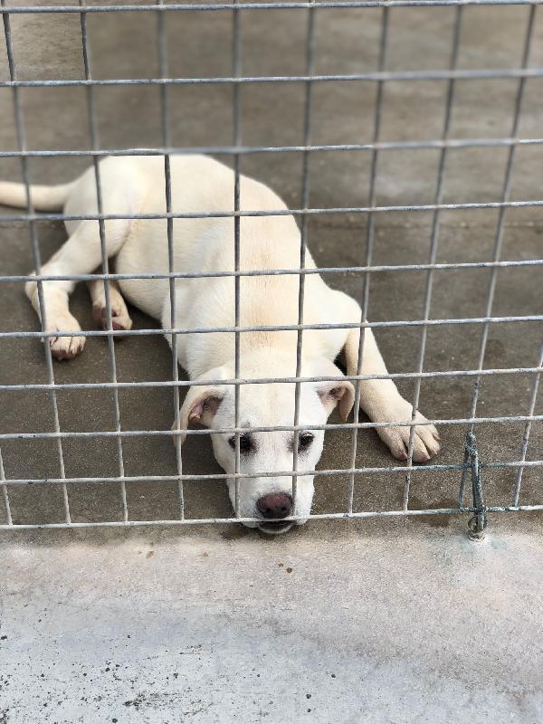 💛  🐾 Gelsomino Cerca Casa! 🐾Appello Adozione – 