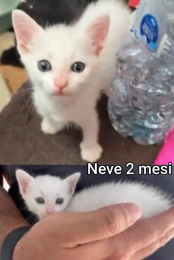 Stupendi Micini Di 2 Mesi