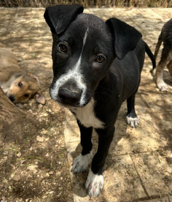 4 mesi: milka, nera e condannata  Foto 2