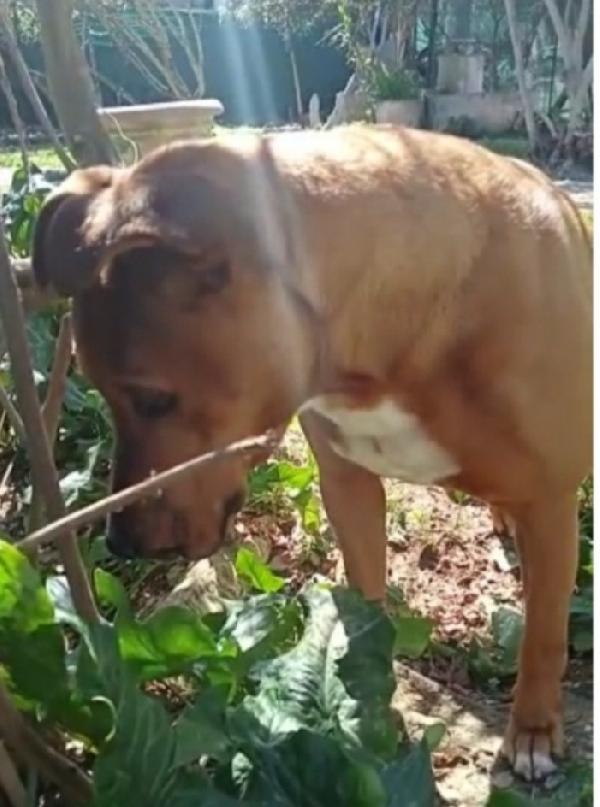 Mix Pitbull adulto salvato da 1lager..LIVORNO Foto 2