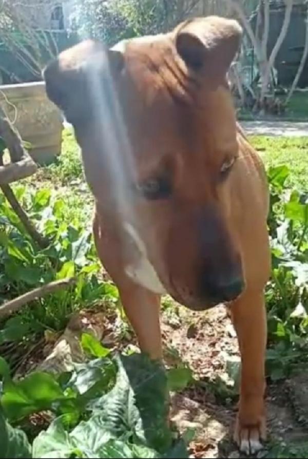 Mix Pitbull Adulto Salvato Da 1Lager..livorno