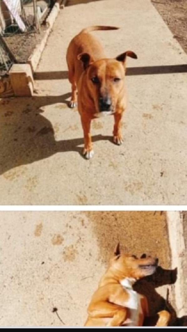 Mix Pitbull adulto salvato da 1lager..LIVORNO Foto 3