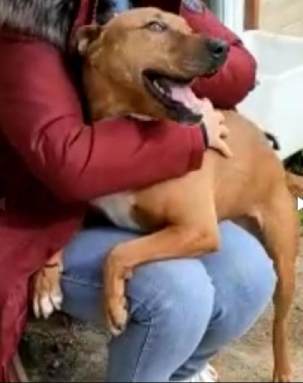 Mix Pitbull adulto salvato da 1lager..LIVORNO Foto 4