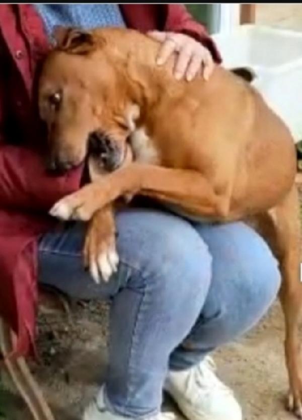 Mix Pitbull adulto salvato da 1lager..LIVORNO Foto 5