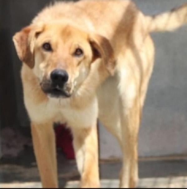 Brian 3anni stressatissimo dalla vita reclusa.. Foto 4