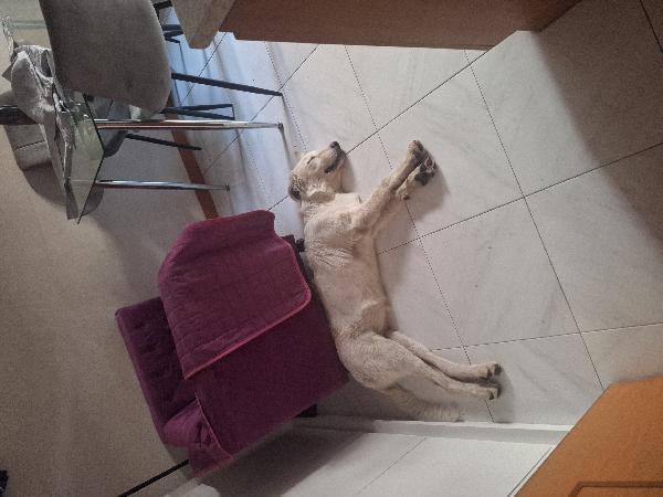 Ariel Foto 2