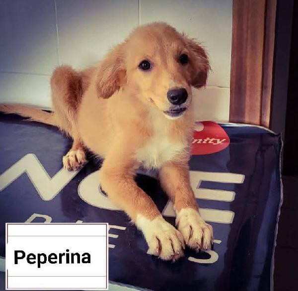 Le2gemelline Carolina e Peperina  Foto 2