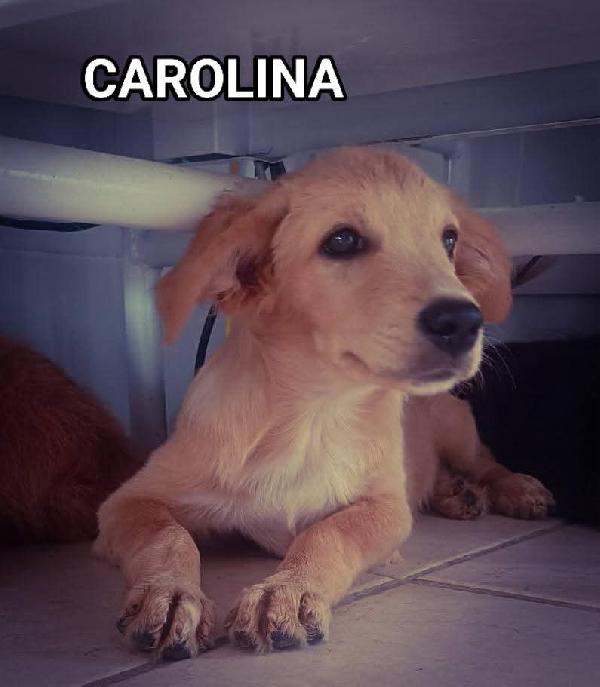 Le2gemelline Carolina e Peperina  Foto 3