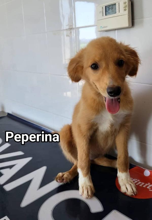 Le2gemelline Carolina e Peperina  Foto 4