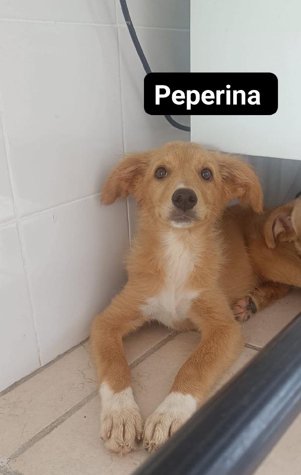 Le2gemelline Carolina e Peperina  Foto 5