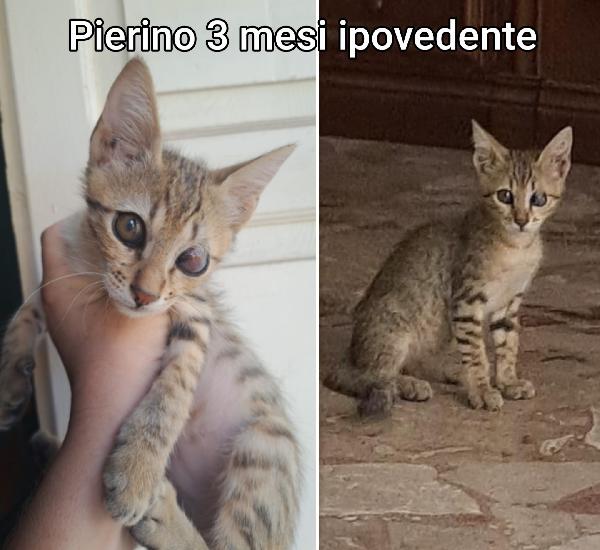 MICINI DA SALVARE Foto 3