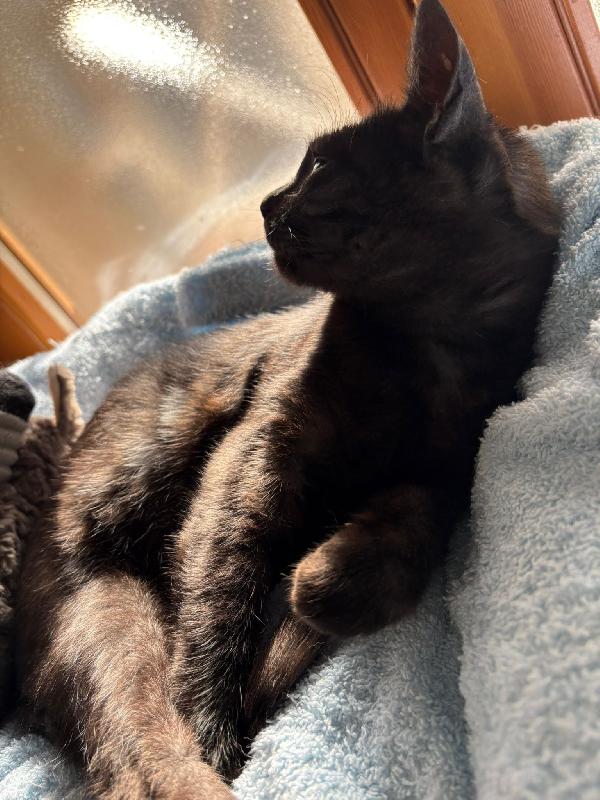 Zara, micia Fiv-Felv negativa! Foto 1